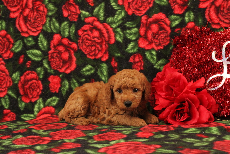 puppy, for, sale, Mini Poodle, Matthew B. Stoltzfus, dog, breeder, Gap, PA, dog-breeder, puppy-for-sale, forsale, nearby, find, puppyfind, locator, puppylocator, aca